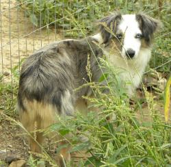 CH Rocking J's Piper of Kodiak a.k.a. Shasta is a blue merle female Toy Aussie CH Rocking J's Piper of Kodiak a.k.a. Shasta is a blue merle female Toy Aussie