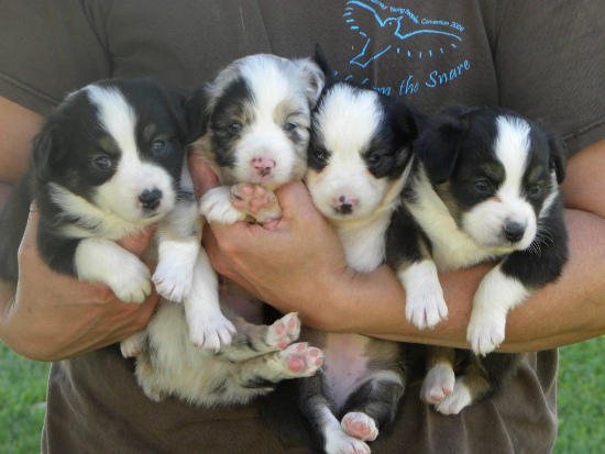 Dakota Toy Aussies beautiful blue merle, red merle, black tri and red tri puppies for sale. 