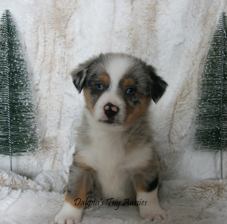 dakota toy aussies Blue