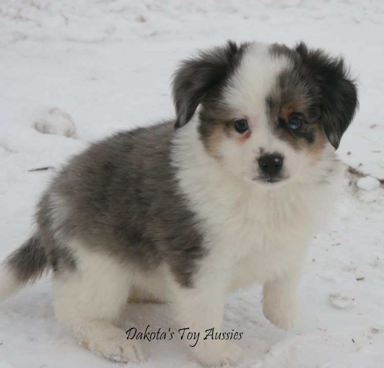 dakota toy aussies Da10