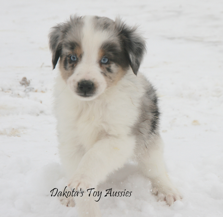 dakota toy aussies Da11