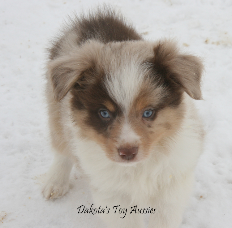 dakota toy aussies Da9