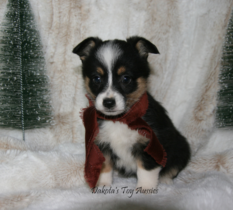 dakota toy aussies Daisy