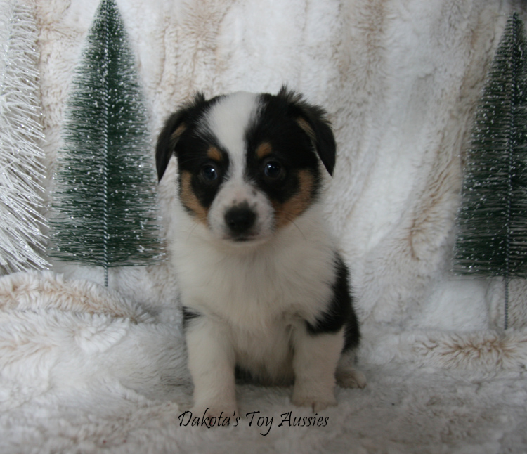 dakota toy aussies Dexter