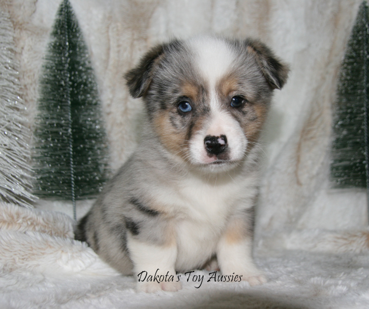 dakota toy aussies Fergus