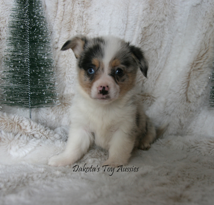 dakota toy aussies Melvin
