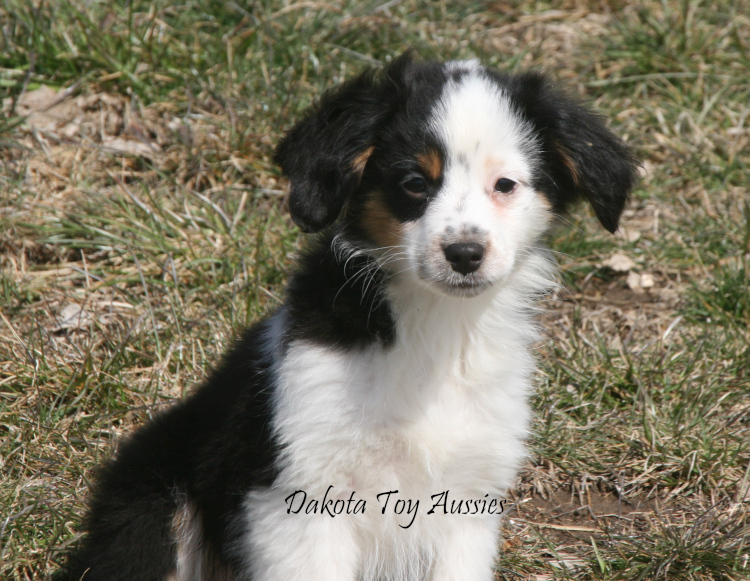 Black tri male Toy Aussie puppy for sale.