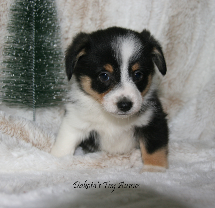dakota toy aussies Mochi