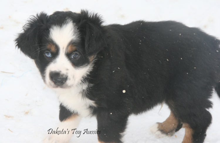 dakota toy aussies N37