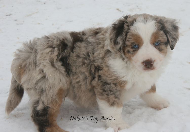 dakota toy aussies N38