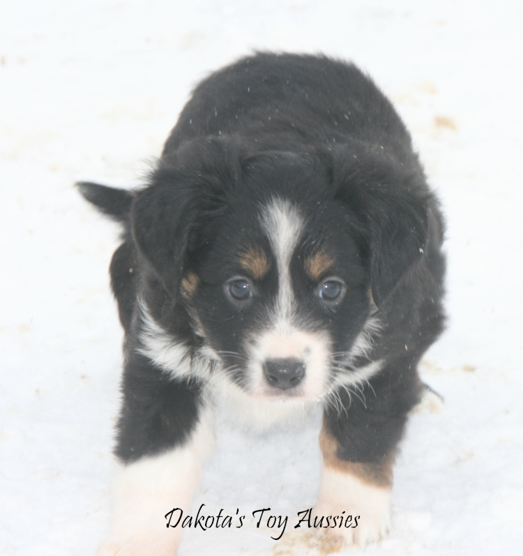dakota toy aussies N39