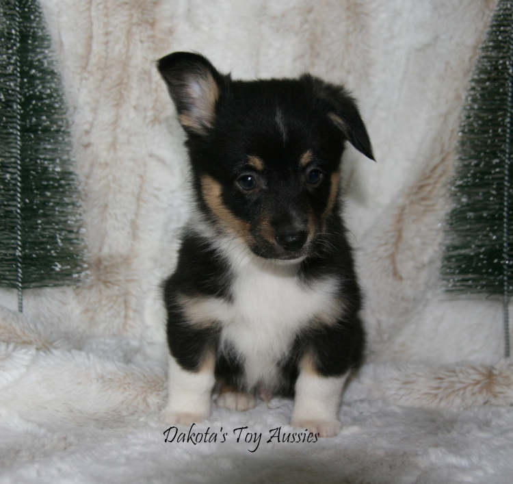 dakota toy aussies Rico