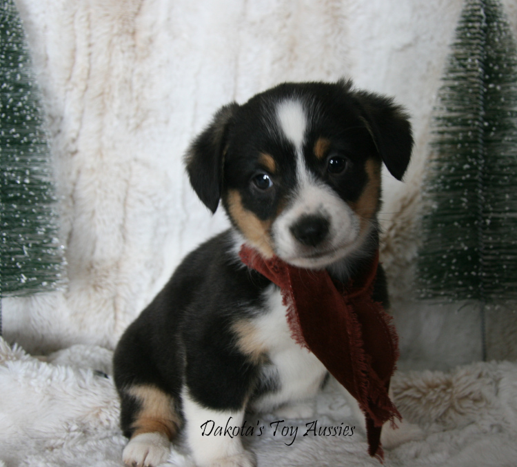 dakota toy aussies Sophie