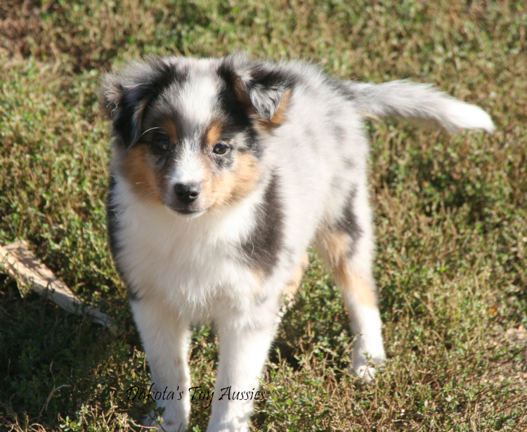 dakota toy aussies gage