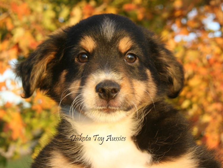 dakota toy aussies w42