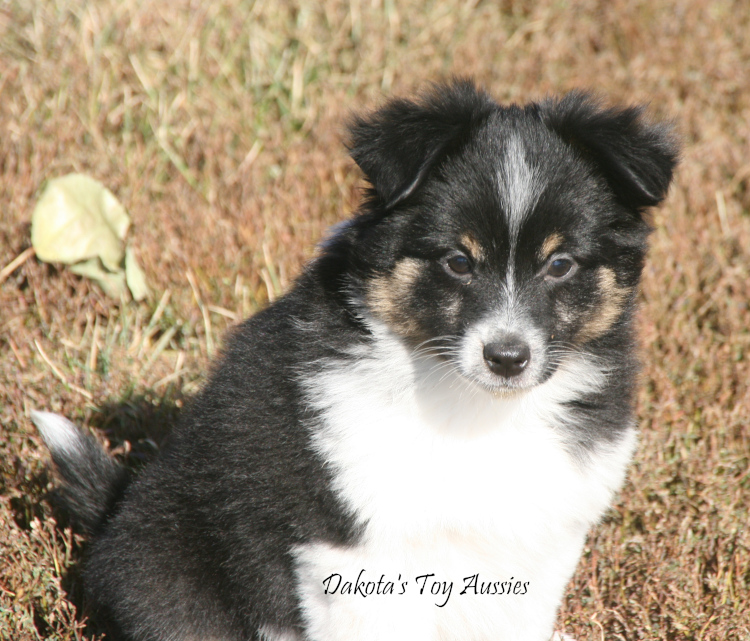 dakota toy aussies woody
