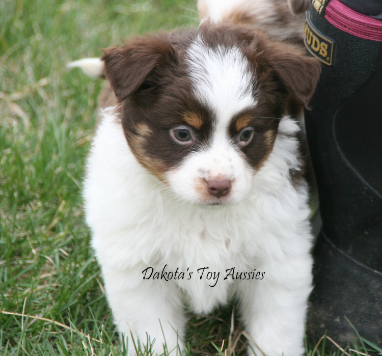 dakota toy aussies Re12