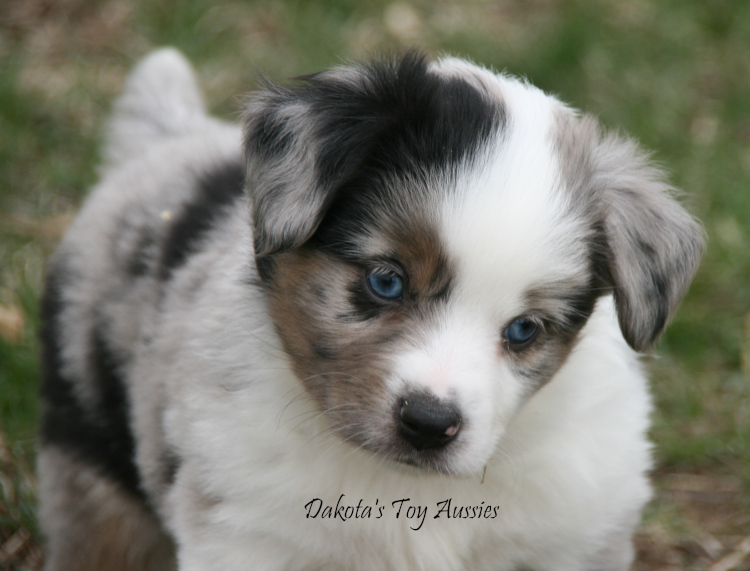 dakota toy aussies T25