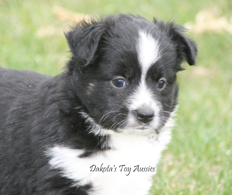 dakota toy aussies T28