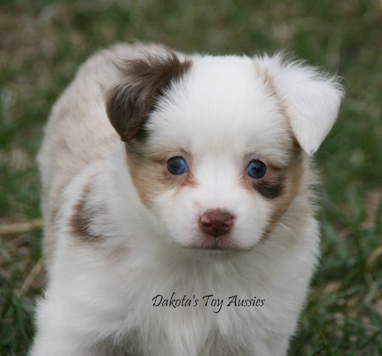 dakota toy aussies T29