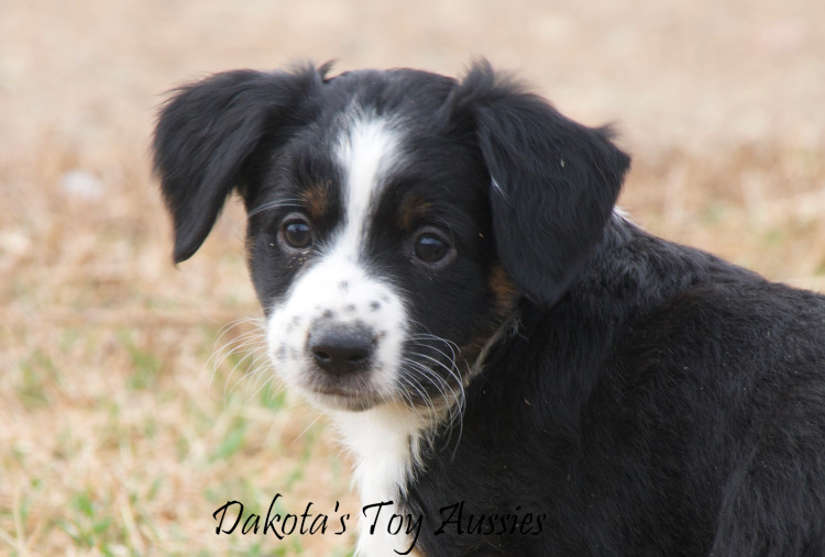 dakota toy aussies delilah